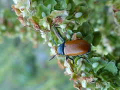 Labidostomis taxicornis