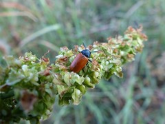 Labidostomis taxicornis