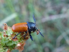 Labidostomis taxicornis