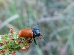 Labidostomis taxicornis