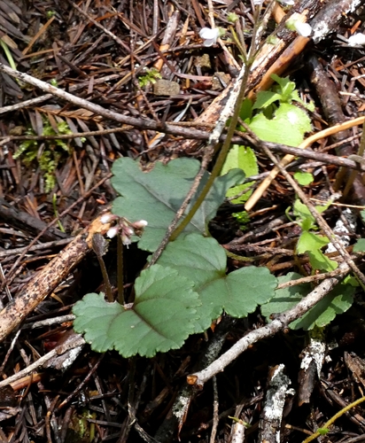 Image of Veronica californica by (c) Eric Austin, some rights reserved (CC BY)