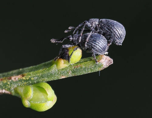 Protopirapion atratulum