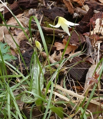 Erythronium californicum, photograph (c) Eric Austin, some rights reserved (CC BY)