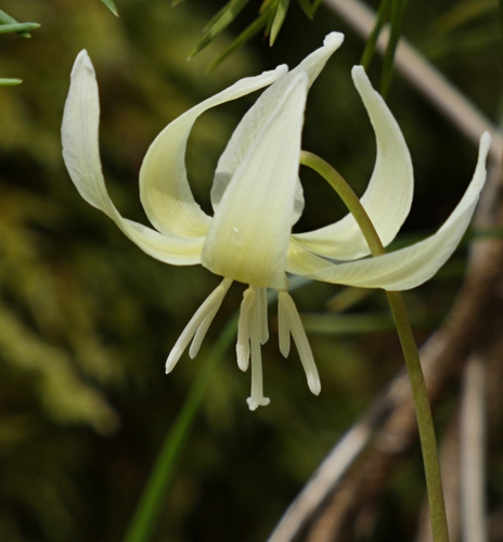 California fawnlily (Erythronium californicum)