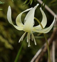 (c) Eric Austin, some rights reserved (CC BY) Erythronium californicum, photograph (c) Eric Austin, some rights reserved (CC BY)