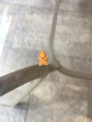 Cenopis reticulatana