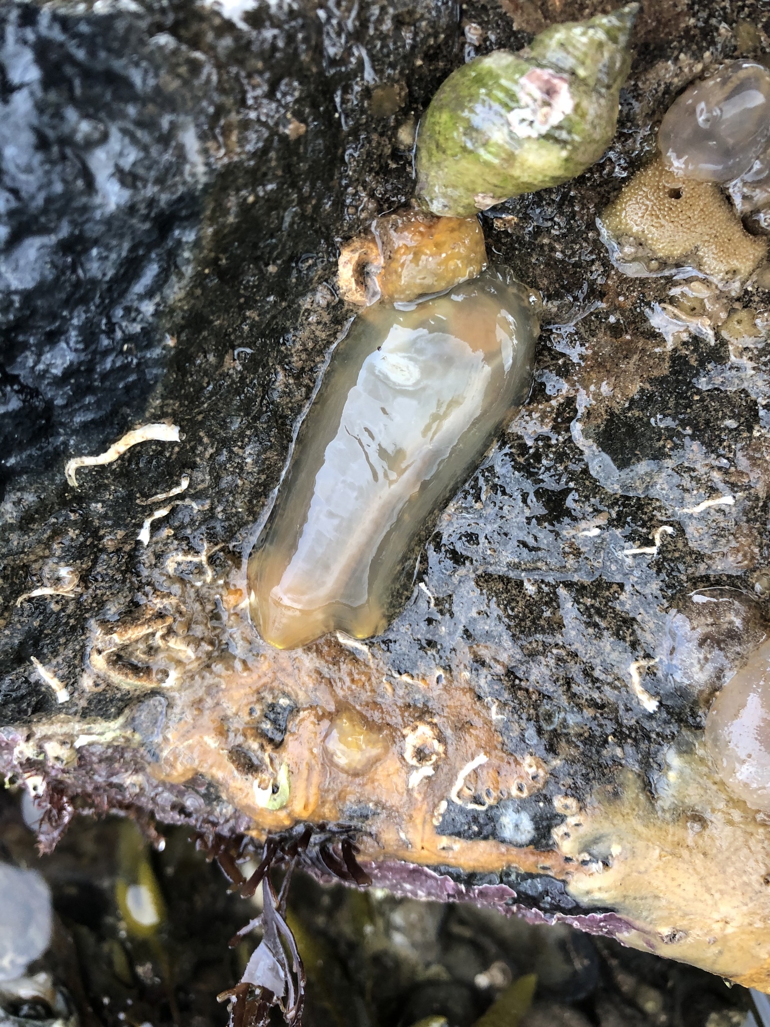 Ciona intestinalis (Linnaeus, 1767)