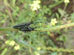Agapanthia suturalis