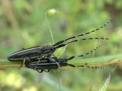 Agapanthia suturalis