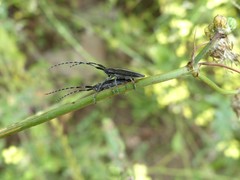 Agapanthia suturalis