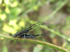 Agapanthia suturalis