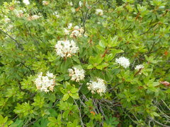 Rhododendron columbianum