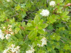 Rhododendron columbianum