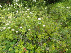 Rhododendron columbianum