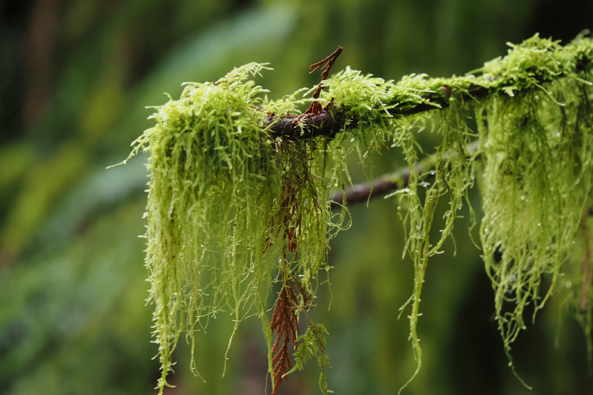 Isothecium stoloniferum