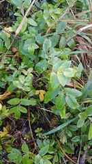 Scandia rosifolia