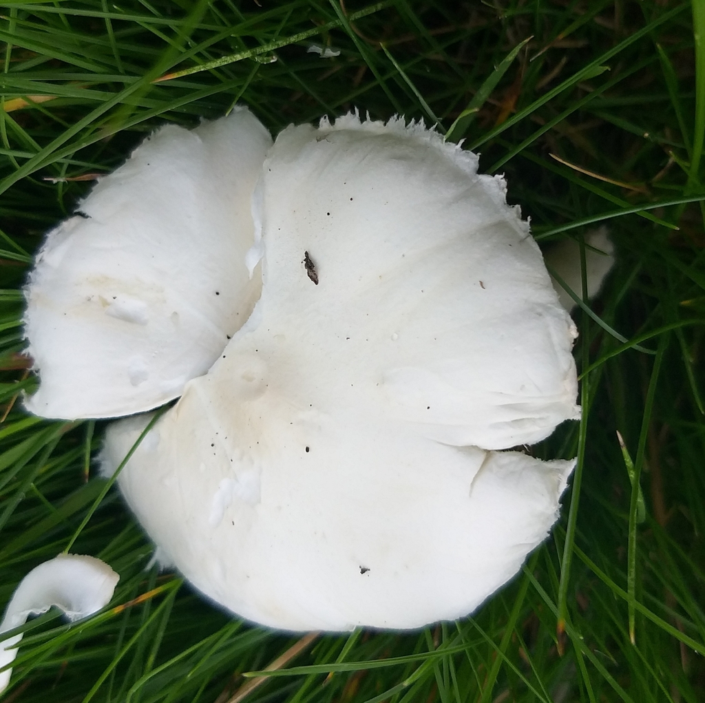 Leucocoprinus leucothites · March 2025 · photo: © robcruickshank (iNaturalist, cc0)