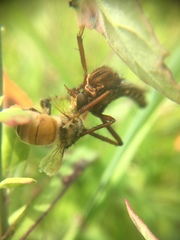 Diogmites basalis