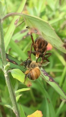 Diogmites basalis