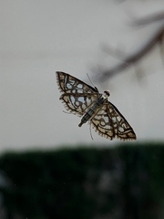 Lygropia
