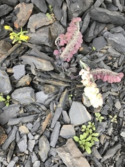 Pseudovesicaria digitata