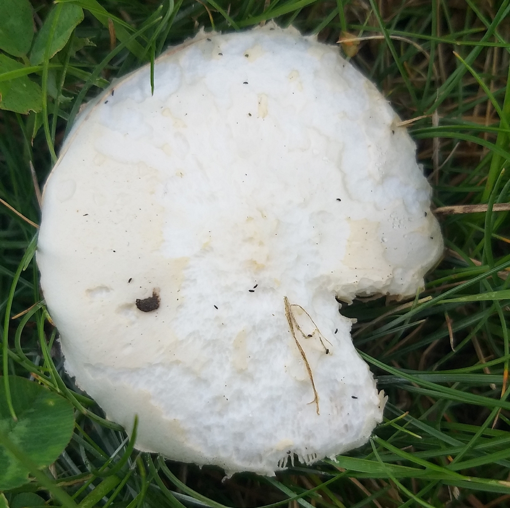 Leucocoprinus leucothites · March 2025 · photo: © robcruickshank (iNaturalist, cc0)