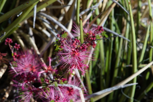 Calliandra eriophylla