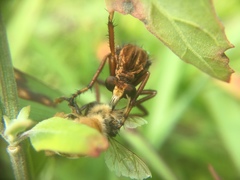 Diogmites basalis