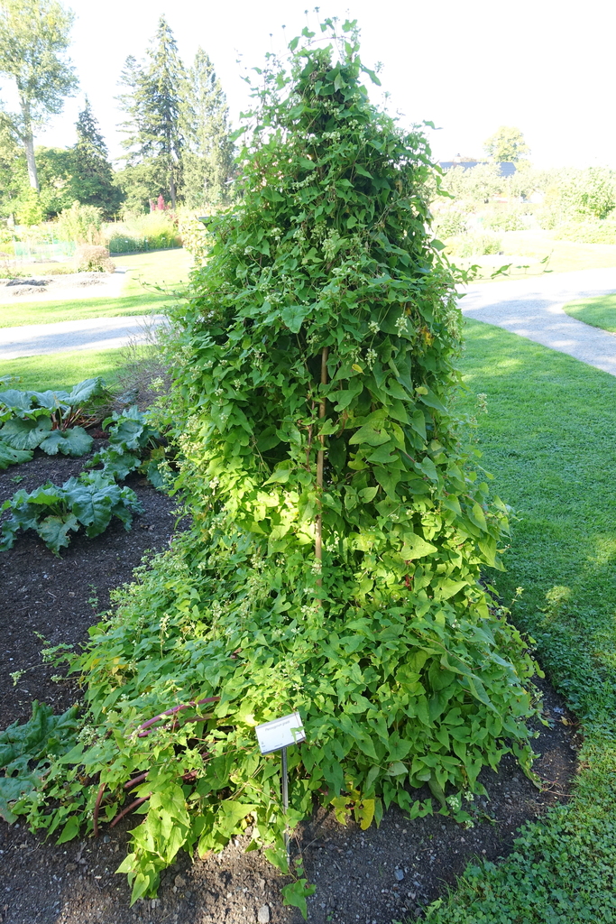 Pteroxygonum giraldii