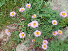 Erigeron peregrinus