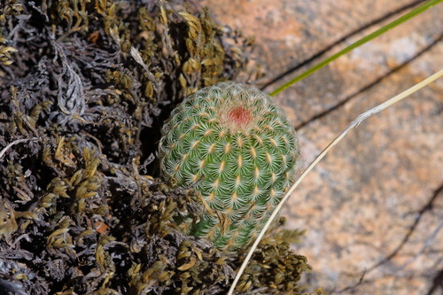 Echinocereus rigidissimus
