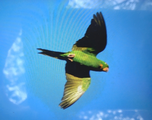 Pacific Parakeet (Psittacara strenuus), photo 3