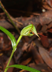Pterostylis agathicola