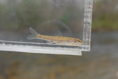 Coosa Chub photo 3