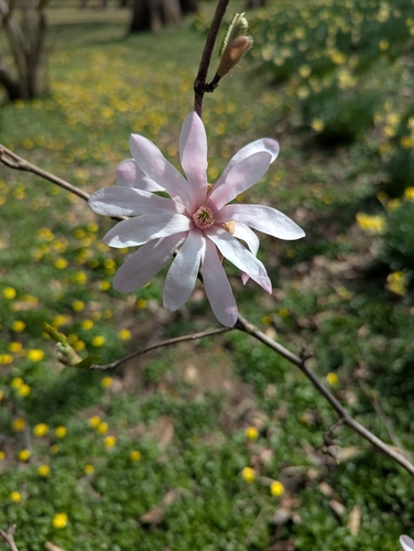 Foto de Magnólia-estrelada