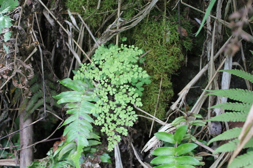 Adiantum raddianum observed 2011-02-24