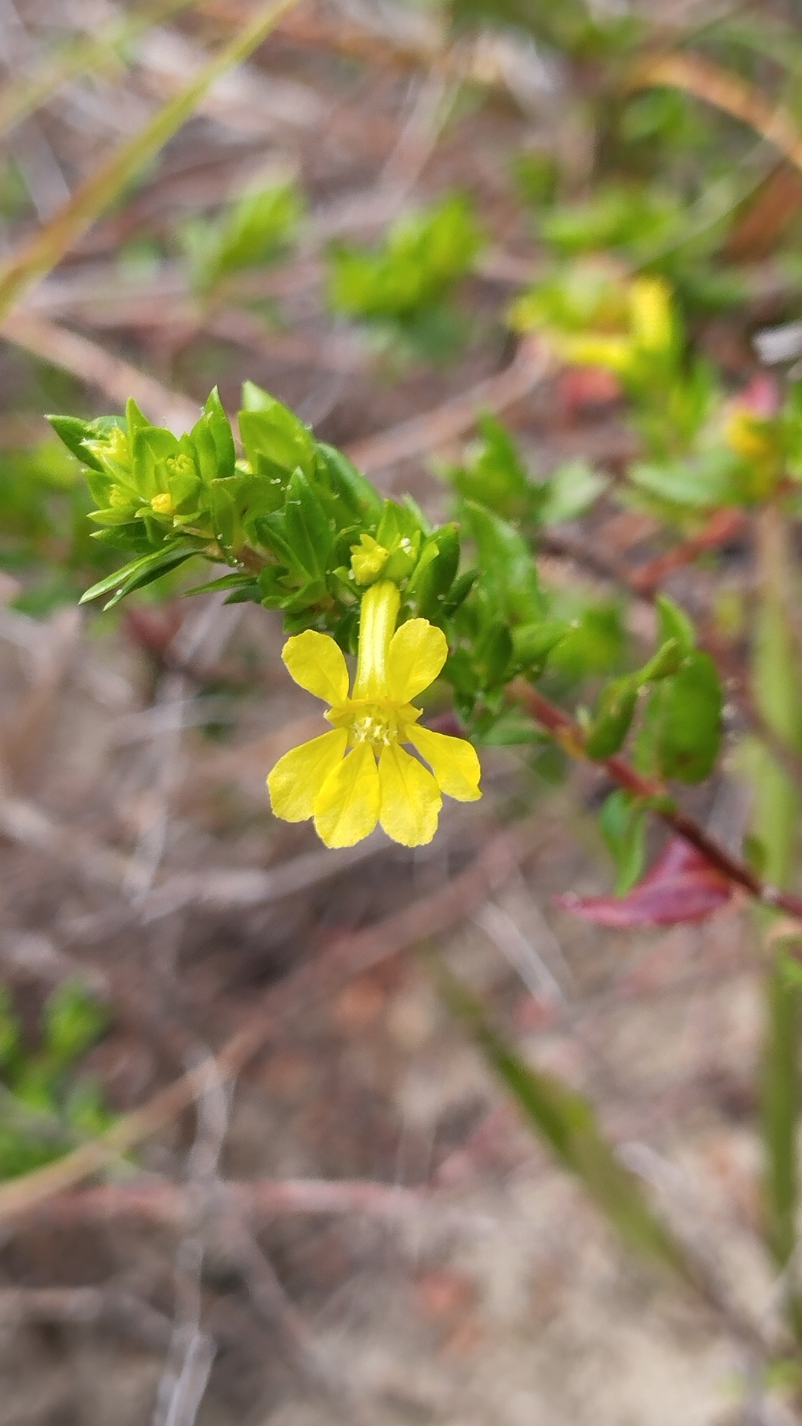 Cuphea flava