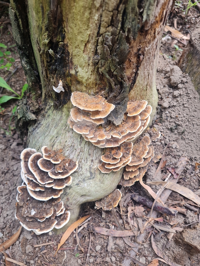 Trametes versicolor · March 2025 · photo: © barrie (iNaturalist, cc-by)