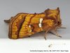 Bracken Borer Moth - Photo (c) Stuart Tingley, some rights reserved (CC BY-NC), uploaded by Stuart Tingley