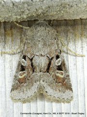 Oligia minuscula