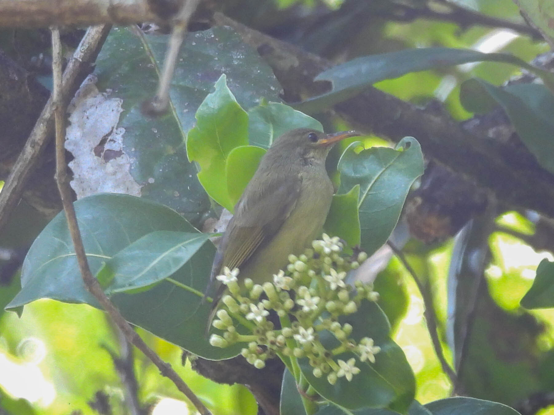 Bates's Sunbird (Cinnyris batesi), photo 2
