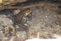 Plestiodon laticeps