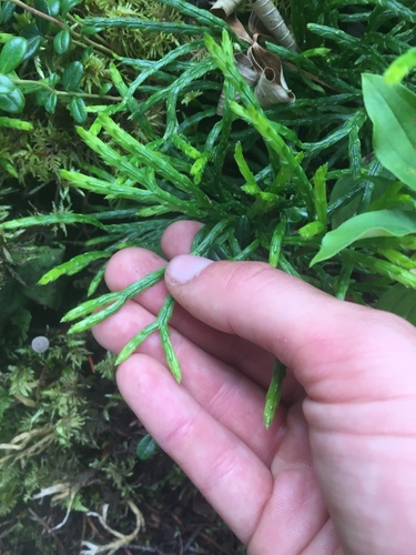 northern ground-cedar