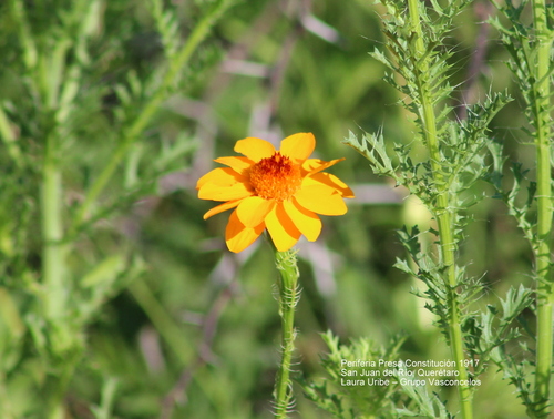 Adenophyllum cancellatum