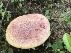 Suillus ochraceoroseus