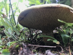 Suillus ochraceoroseus