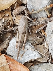 Trimerotropis modesta