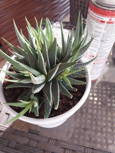 Haworthiopsis attenuata var. radula 3