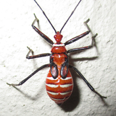 Phonoctonus