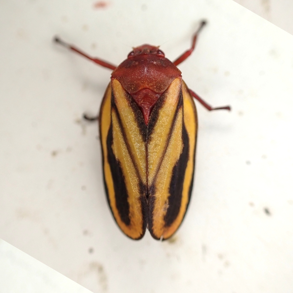Mahanarva spectabilis